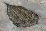Dalmanites Trilobite Fossil - New York #99023-2